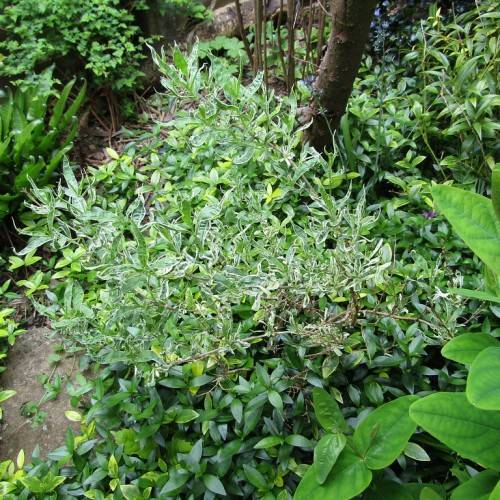 yellow-green leaves on green petioles and stems