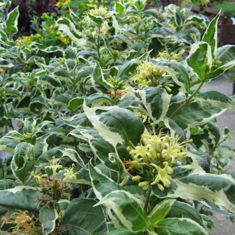 yellow flowers with yellow-green stigmas, yellow stamens, white-green foliage and green stems
