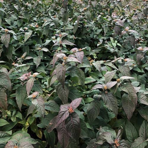 orange flowers and purple-green leaves with light-pink veins and midribs on brown stems