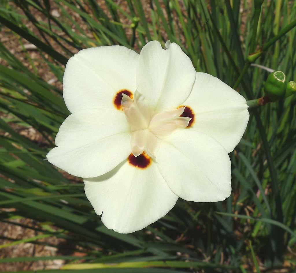 a white-maroon flower with an off-white center and green stems