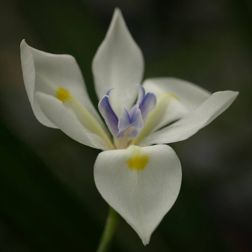a white-yellow flower with a blue-white center