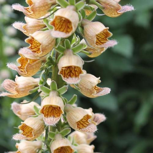 light-orange flowers with orange-brown center, light-green leaves and stems 