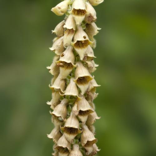 yellow flowers with brown center and light-green foliage