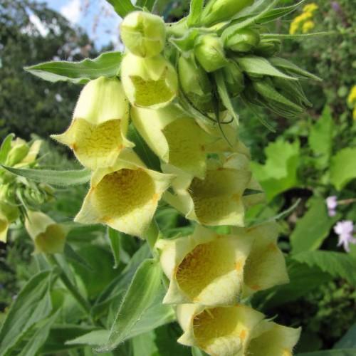 yellow flowers with brown-yellow center, lime buds, lime-green leaves and green stems