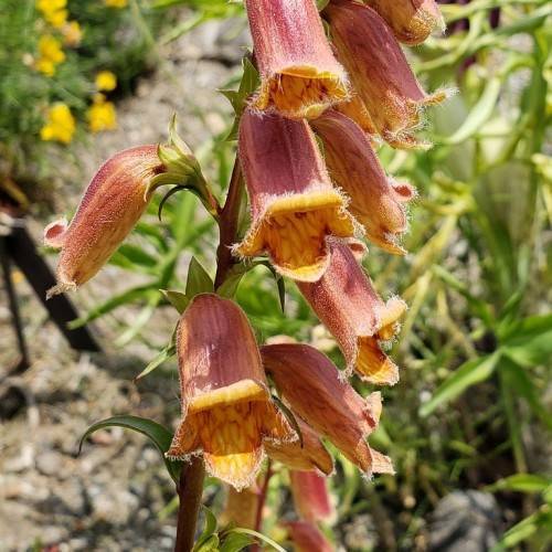 yellow-pink flowers with yellow center, lime-green sepals and leaves on brown petioles and stems