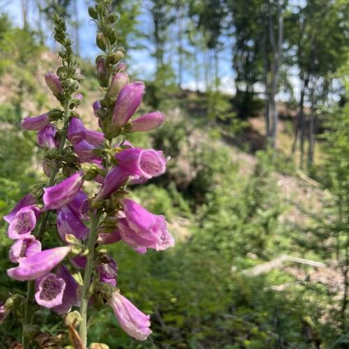 pink-purple flowers with brown-white center, pink-purple buds, green stems and leaves