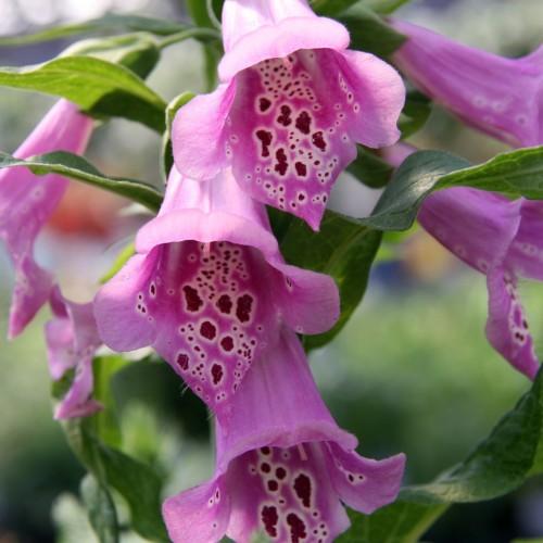 pink-purple flowers with burgundy-pink center, green leaves and stems