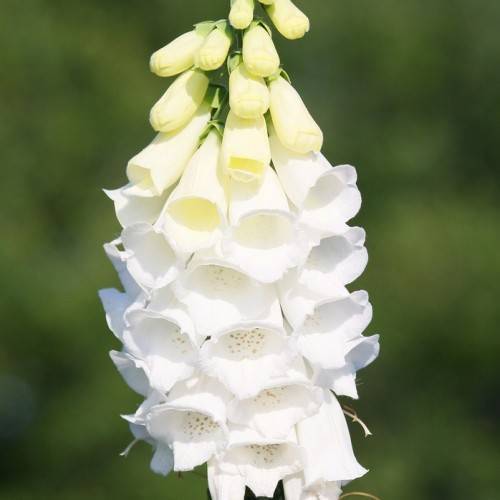 white flowers, light-yellow buds with light-green sepals