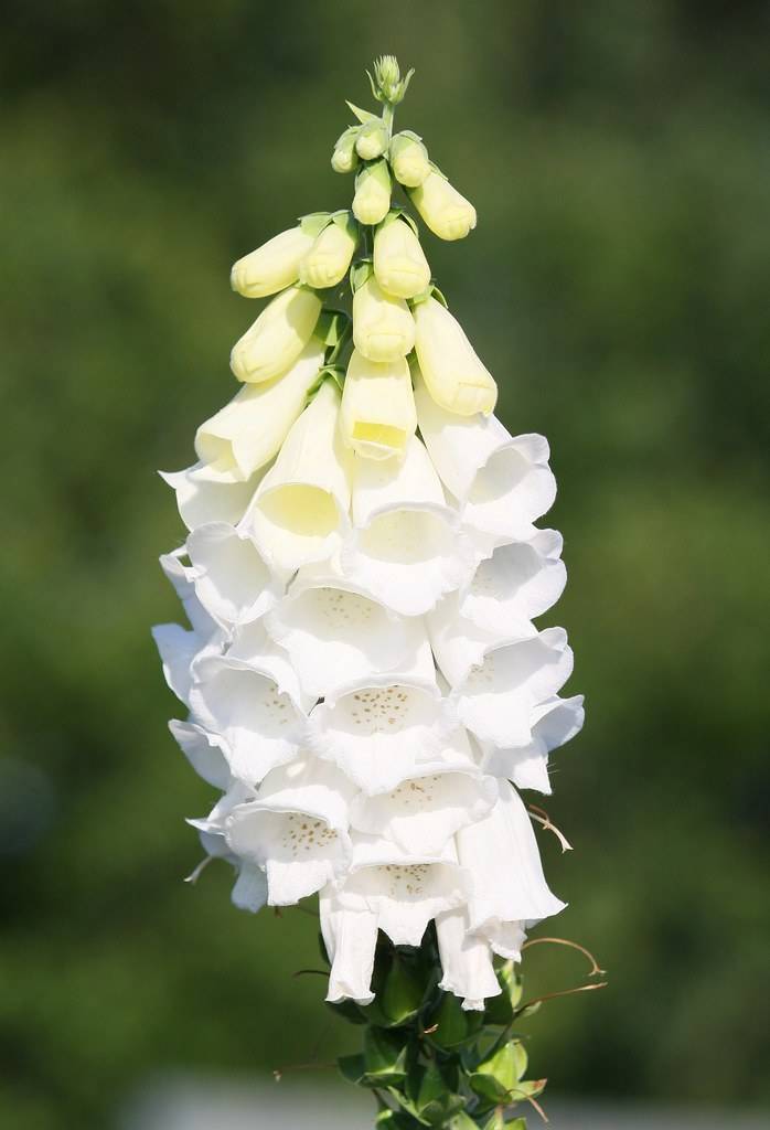 white flowers, light-yellow buds with light-green sepals