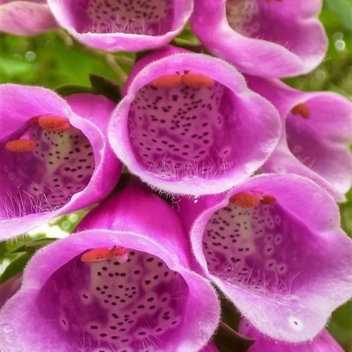 pink-purple flowers with violet-white center, pink filaments and orange anthers
