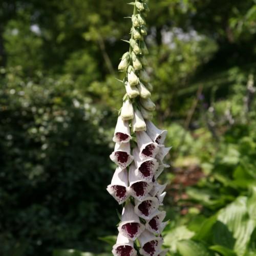 white flowers with burgundy center, green-white buds, light-green foliage and stems