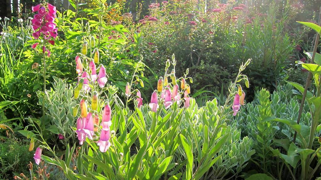 pink-yellow flowers, lime-green buds and lime-green leaves on green stems