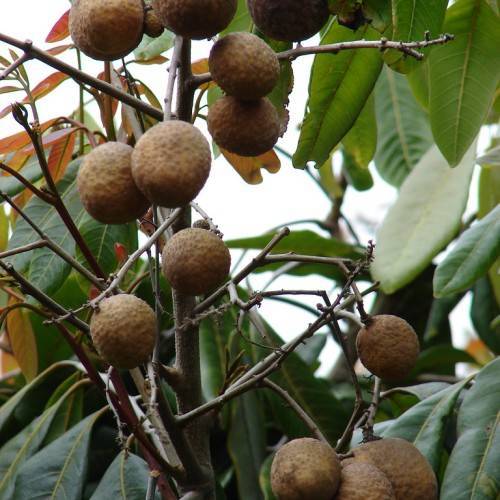 light-brown fruits and green leaves with lime-green veins on light-brown twigs and branches