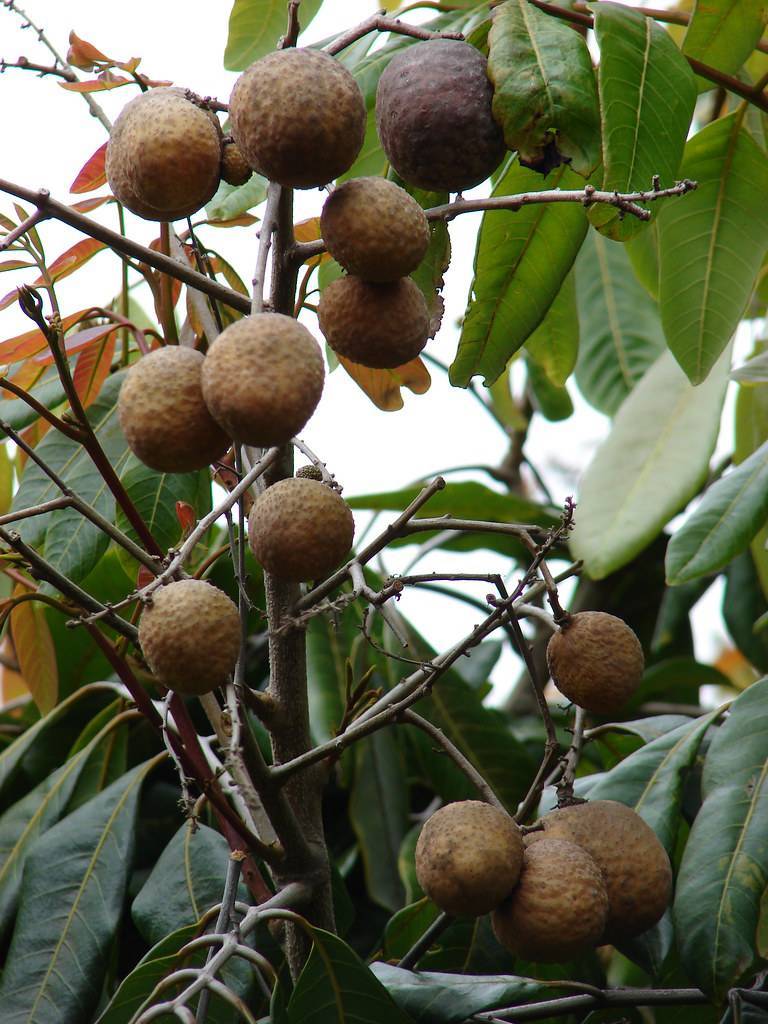 light-brown fruits and green leaves with lime-green veins on light-brown twigs and branches