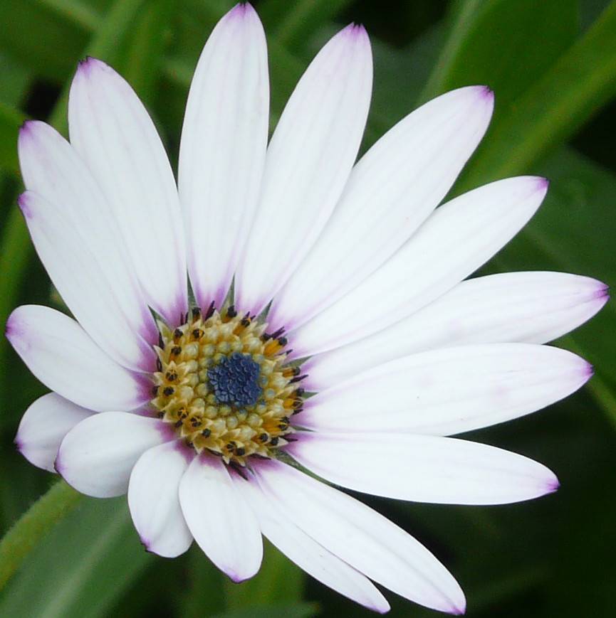 a white-purple flower with a yellow-black center
