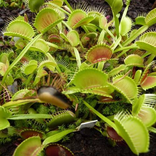 lime-pink leaves with lime foliage and stems