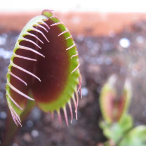 a lime-green leaf with a maroon center