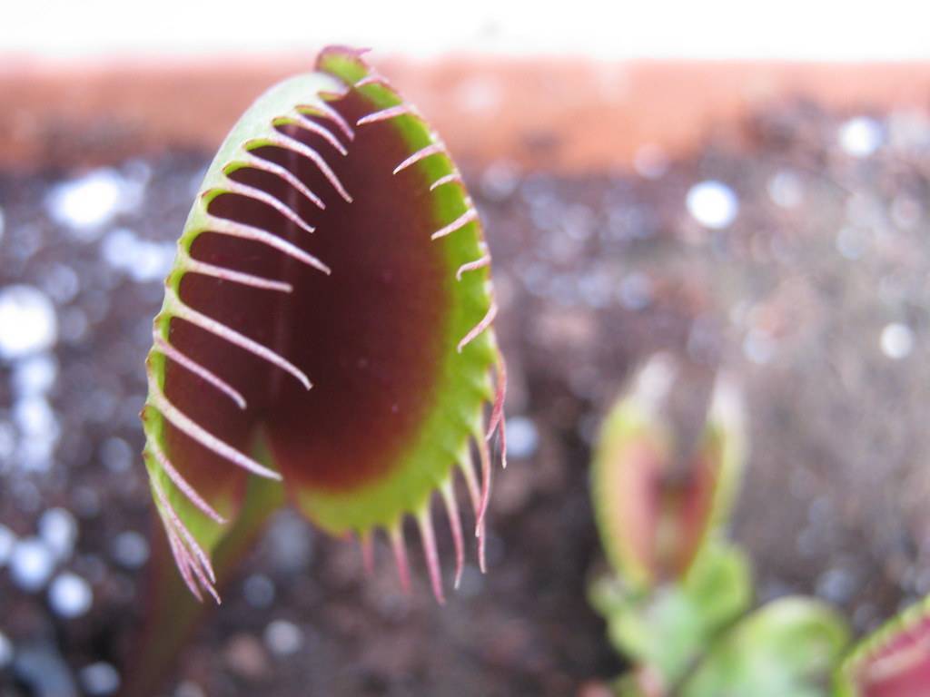 a lime-green leaf with a maroon center