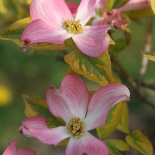 Pink-white flowers grown over dark green-yellow leaves.