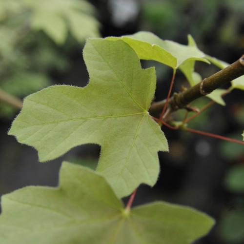 A light-green maple leaf, having light-green veins grown over a red stem of a brown branch.