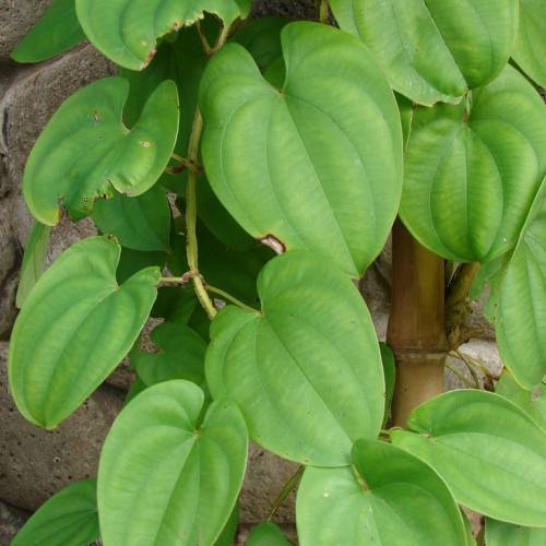 lush-green leaves with green veins and midribs on lime-green petioles and stems
