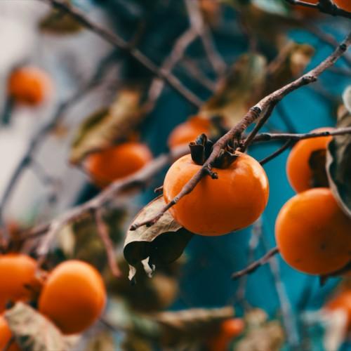 orange fruits with olive-brown leaves and burgundy-brown branches