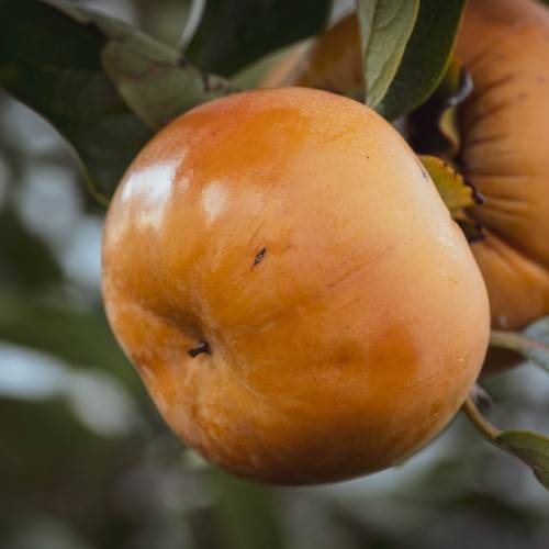 light-orange fruits and green leaves with green veins