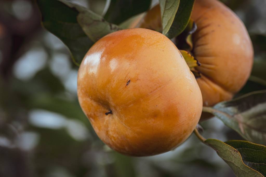 light-orange fruits and green leaves with green veins