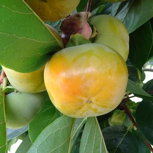 lime-orange fruits with green-brown leaves and brown-green stems
