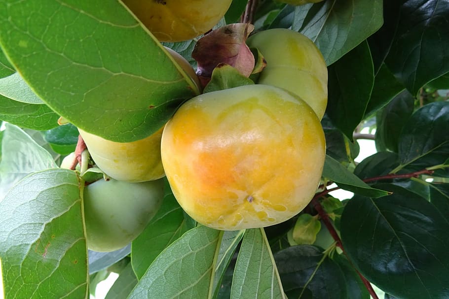 lime-orange fruits with green-brown leaves and brown-green stems 