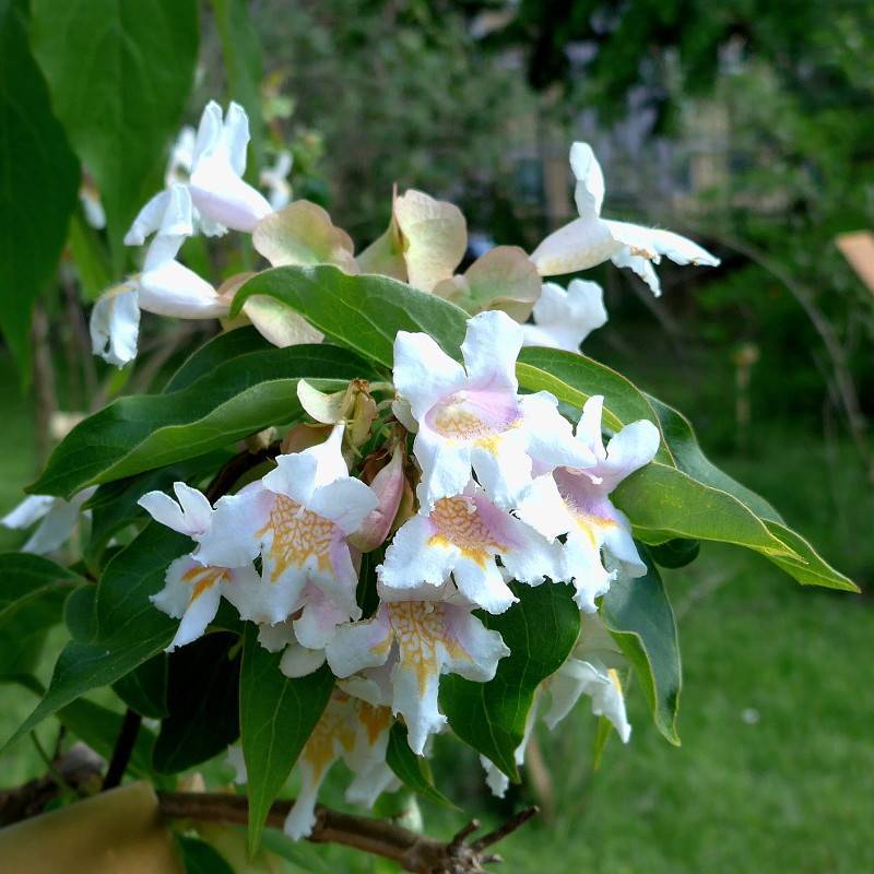white flowers with pink-orange center, green leaves with lime-green veins and midribs