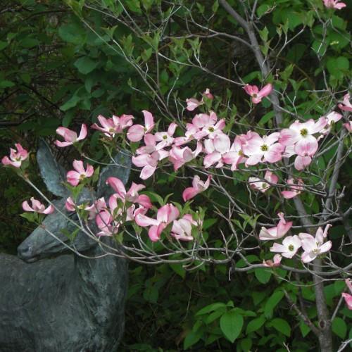 Beautiful pink-white flowers with green leaves growing on brown stems, and brown trunk.