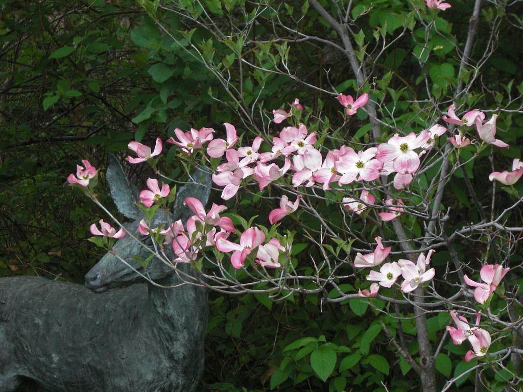 Beautiful pink-white flowers with green leaves growing on brown stems, and brown trunk.