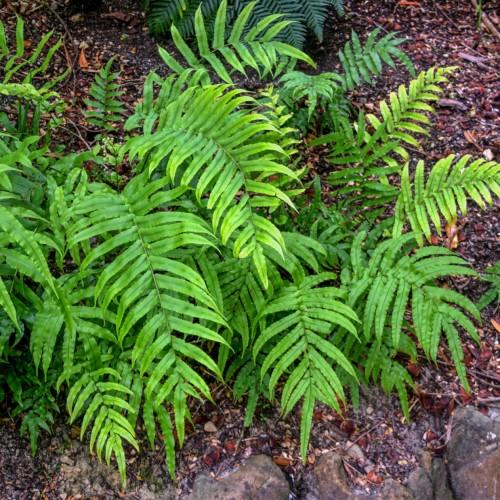 lime foliage and stems