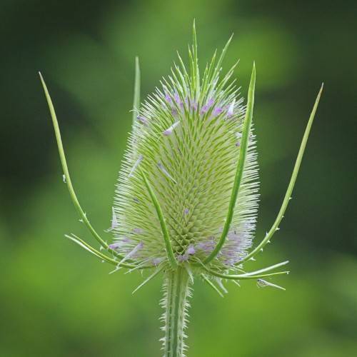a purple-green flower with light-green sepals on a white-green stem