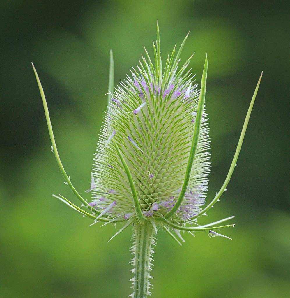 a purple-green flower with light-green sepals on a white-green stem