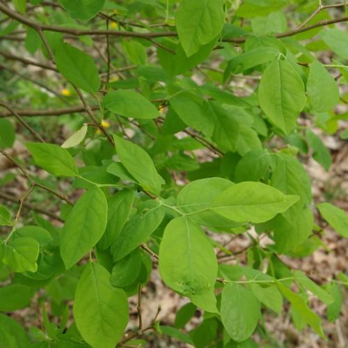 lime leaves with stems and brown branches

