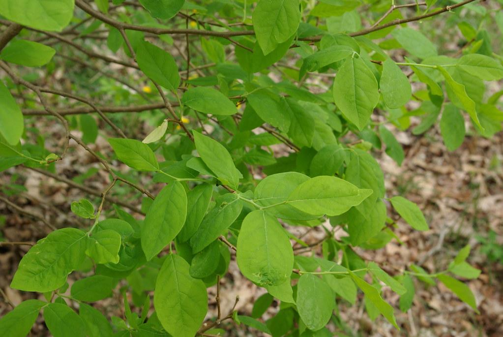 lime leaves with stems and brown branches
