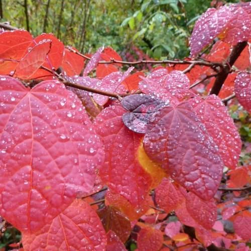 red-purple leaves with light-red veins and midribs on red-brown twigs and branches