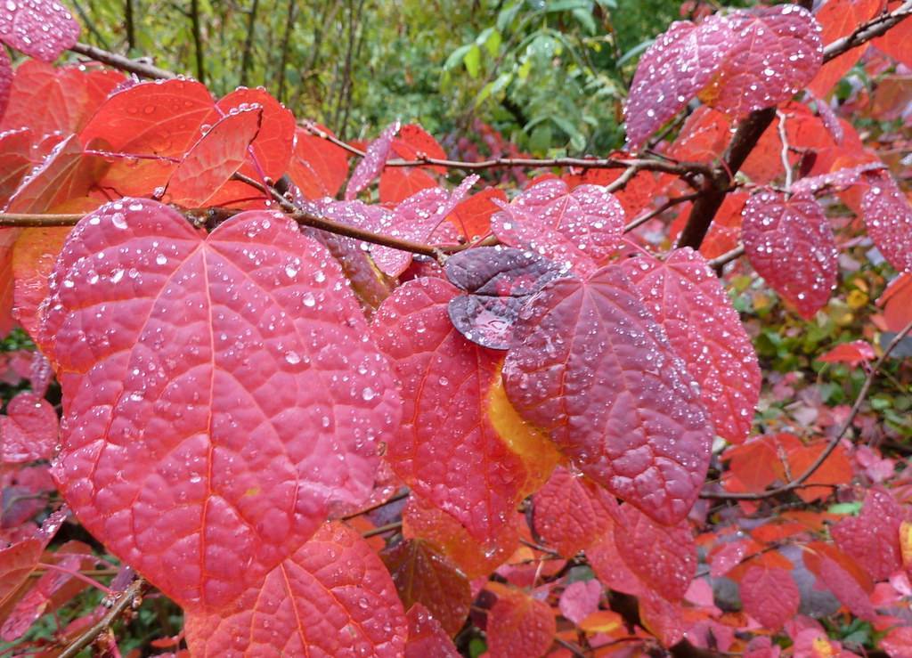 red-purple leaves with light-red veins and midribs on red-brown twigs and branches