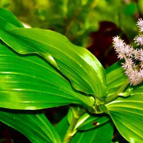 lush-green leaves with green veins and light-pink flowers on green petioles and stems