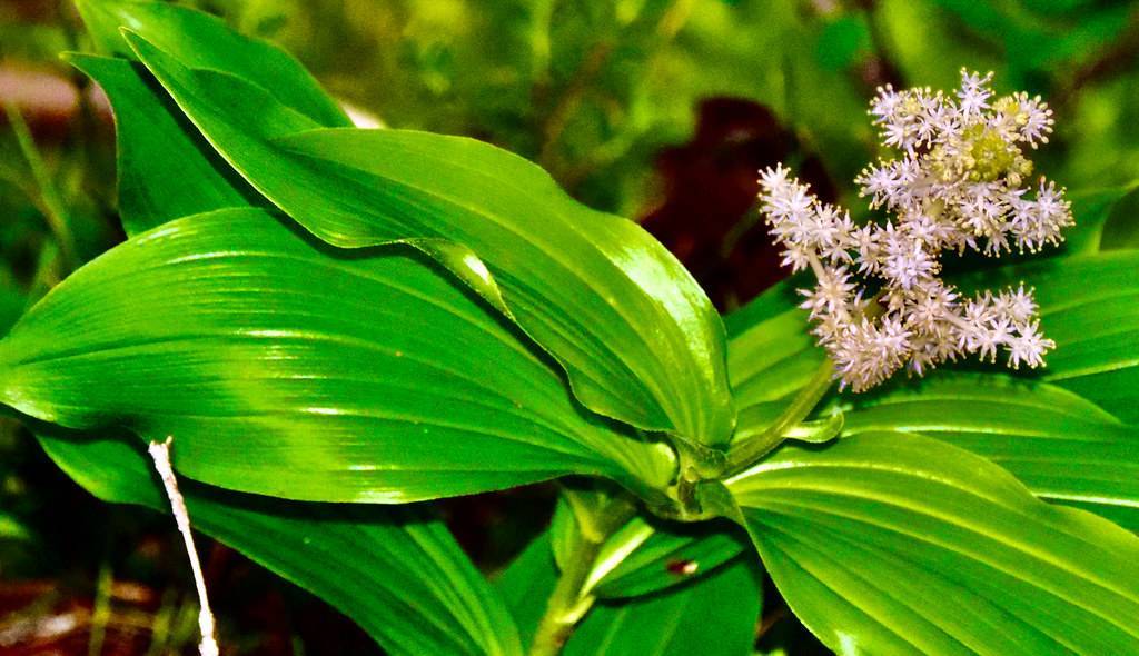 lush-green leaves with green veins and light-pink flowers on green petioles and stems