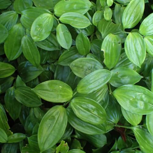 lime-green foliage and stems