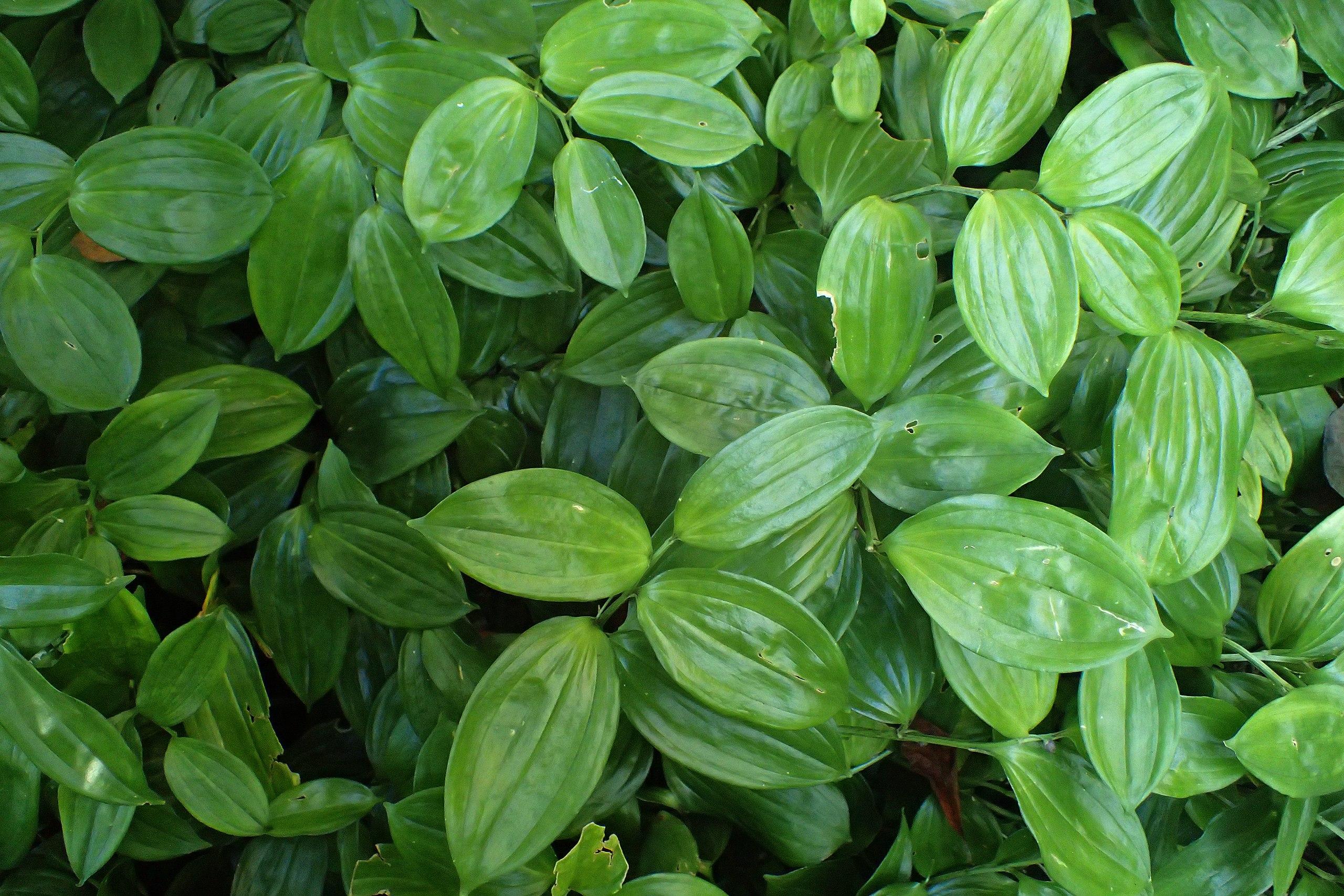 lime-green foliage and stems 