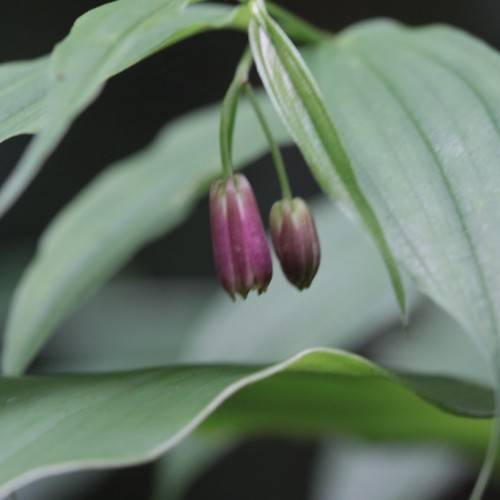 violet flowers and green leaves with green veins on green petioles