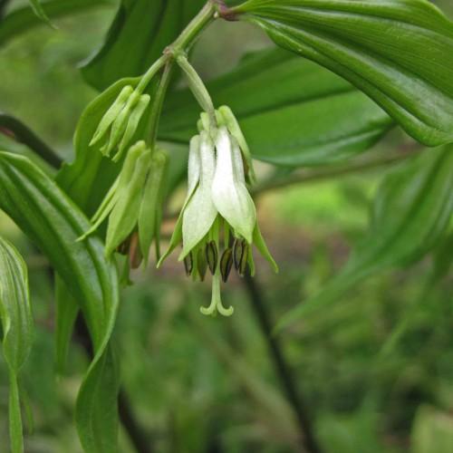 white-green flowers with maroon-green anthers, green leaves, stigmas and green-brown branches