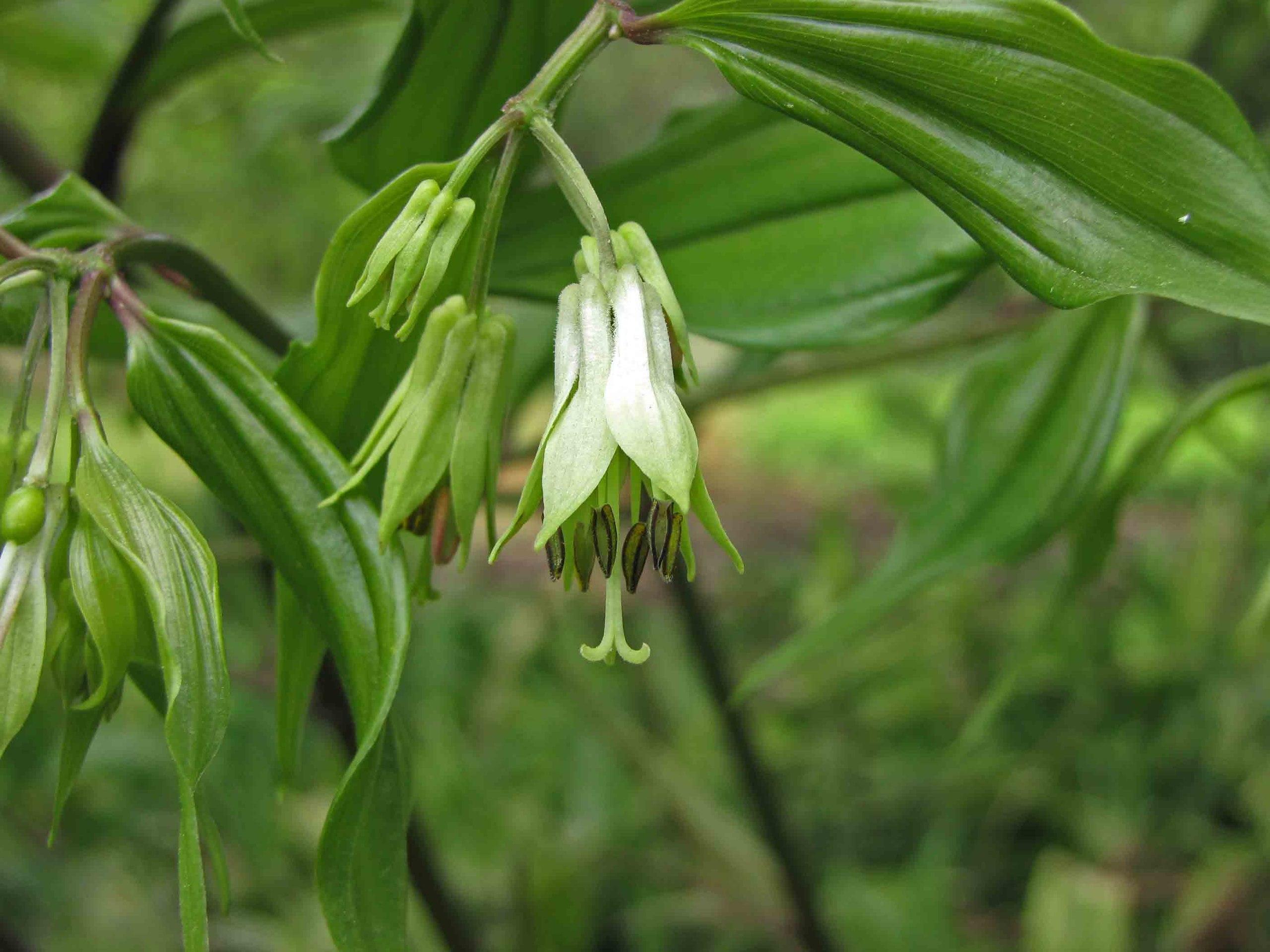 white-green flowers with maroon-green anthers, green leaves, stigmas and green-brown branches