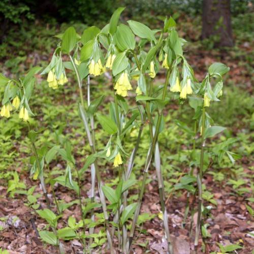 yellow flowers and green leaves with green veins on green-gray stems