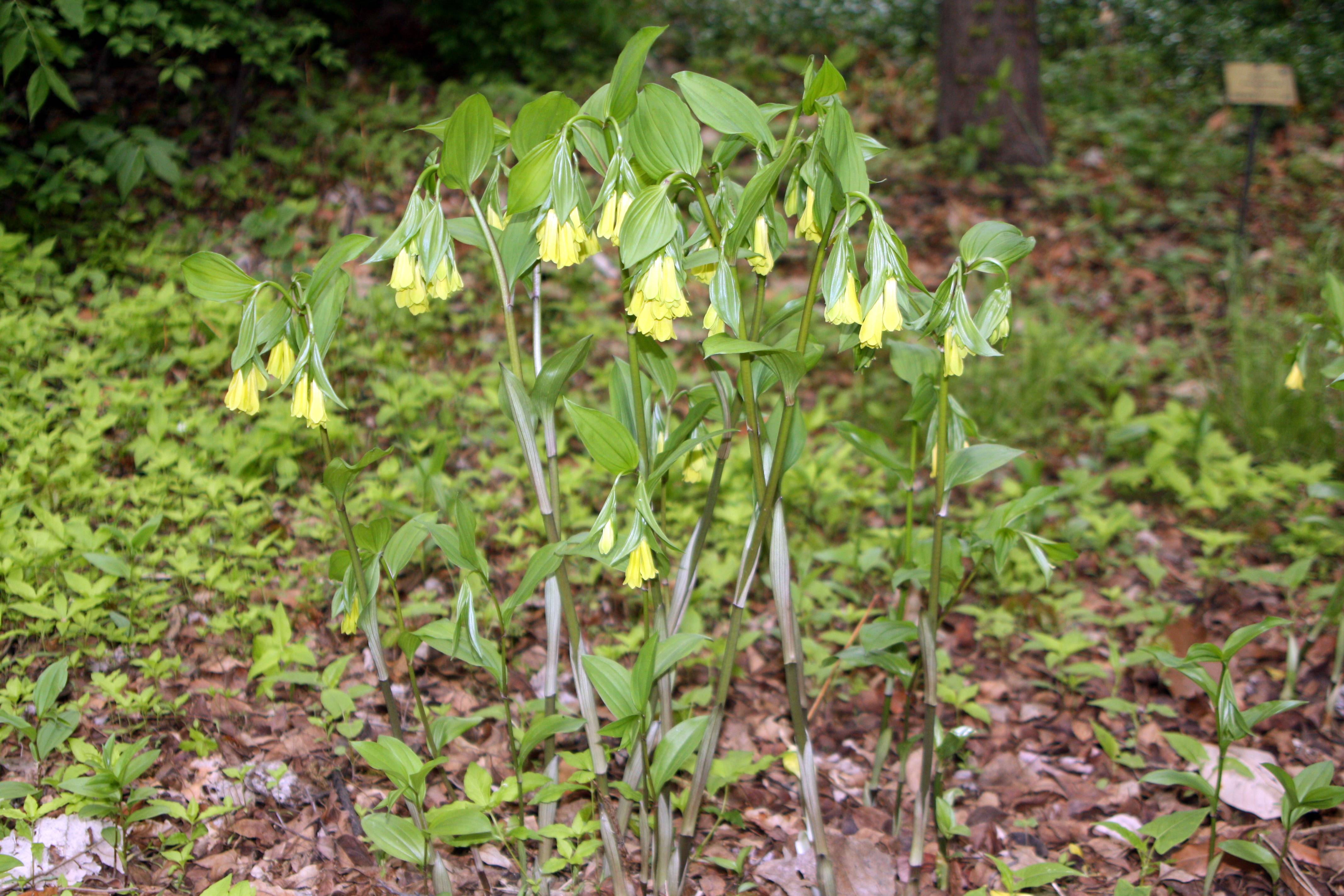 yellow flowers and green leaves with green veins on green-gray stems