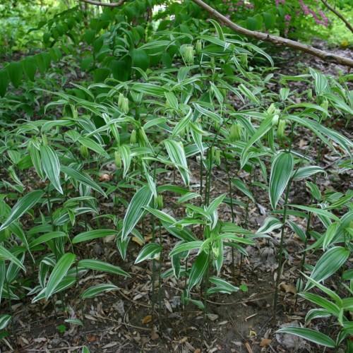 green flowers with white-green foliage and brown stems and branches